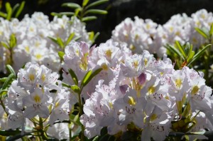 rhodo